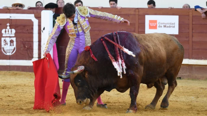 TARDE DE TOROS EN VALDILECHA: MARCOS E ISIEGAS TRIUNFAN