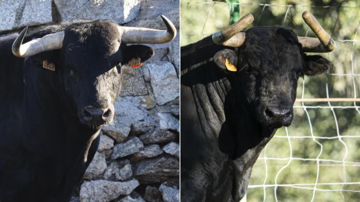 CUARTA CLASIFICATORIA DE LA COPA CHENEL 2026 EN VALDILECHA