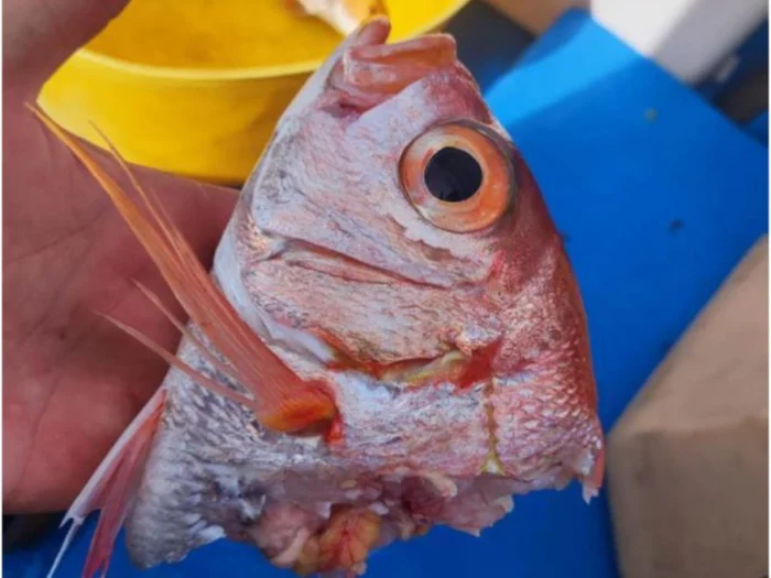 No eran los tiburones, sino el clima: por qu&eacute; se fren&oacute; el auge de peces en el norte de Lanzarote, la mayor reserva de Espa&ntilde;a