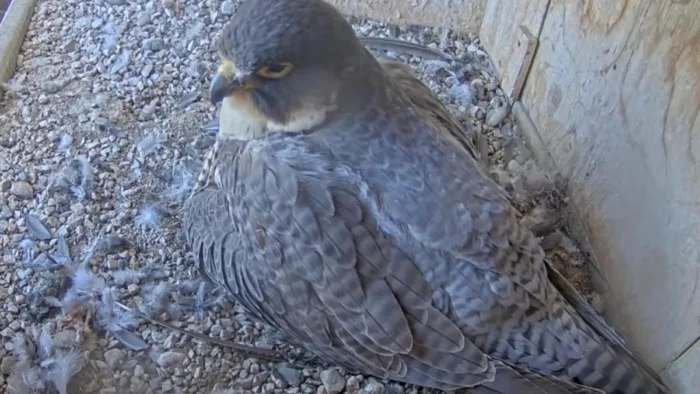 Nacen las dos primeras cr&iacute;as de halc&oacute;n peregrino en las torres de la Sagrada Familia, un lugar id&oacute;neo para esta especie
