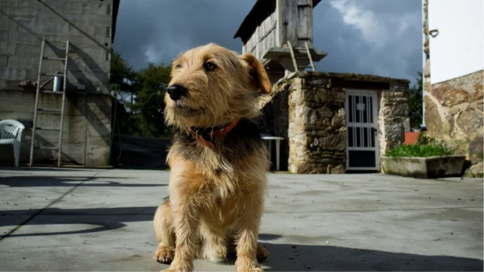 Confirmado por ley: multas de 500 euros a los propietarios de perros que dejen a su mascota atada en la puerta del supermercado