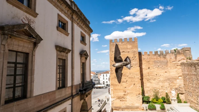 Cáceres se Consolida como Destino Ornitológico con su Festival de las Aves
