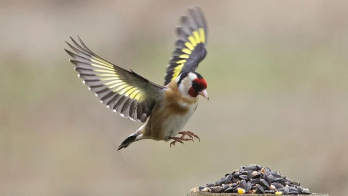 Acosados por los pesticidas y cazados por su canto: proteger los jilgueros es cuidar lo cotidiano