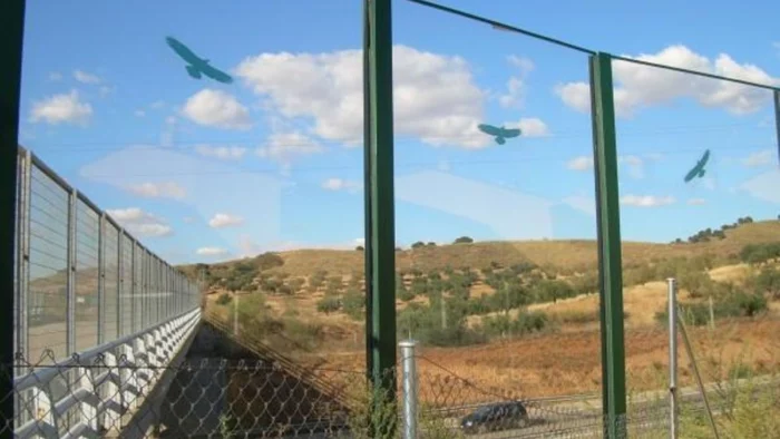 Espa&ntilde;a es el pa&iacute;s con m&aacute;s pistas de p&aacute;del y las aves se chocan contra ellas: "Causan decenas de muertes de forma absurda"