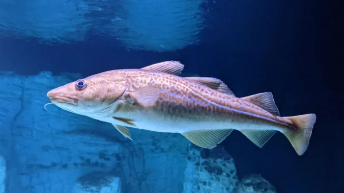 ¿Cómo desaparecen millones de peces en segundos? La asombrosa caza del bacalao en el Ártico