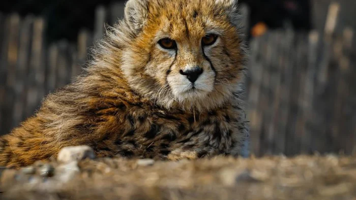 El felino m&aacute;s escaso del planeta sobrevive con 27 ejemplares y el conflicto en Ir&aacute;n pone su futuro al l&iacute;mite