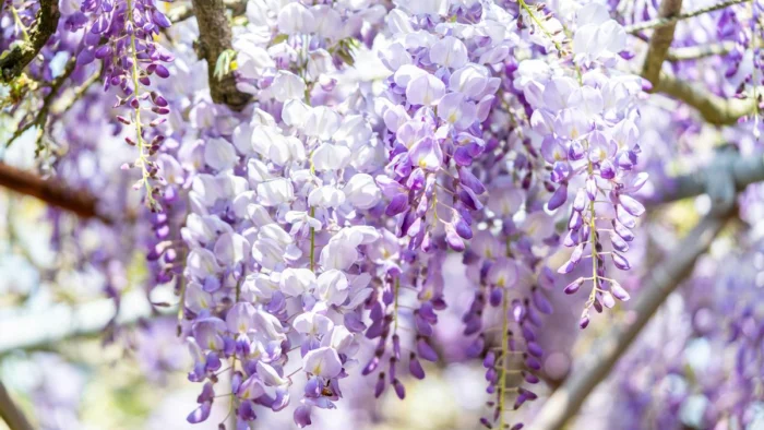 Disfruta del Espectáculo de las Glicinias en Flor en Cuatro Parques de Madrid