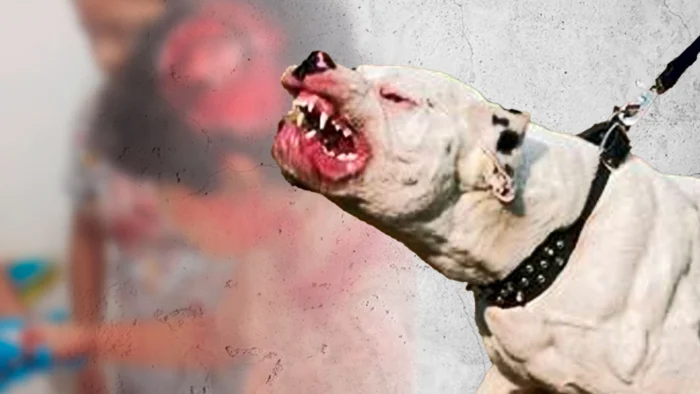 Un hombre se enfrenta a un pitbull para salvar a su perra: "Tuve que meterle las manos en la boca"