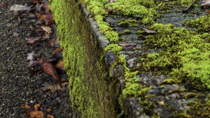Aviso serio al hormig&oacute;n: el musgo absorbe 20 veces su peso y frena acumulaciones de agua en zonas cr&iacute;ticas