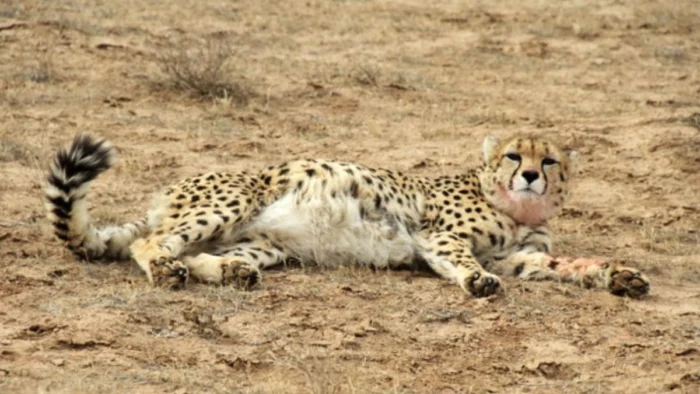 El felino m&aacute;s escaso del planeta sobrevive con 27 ejemplares y el conflicto en Ir&aacute;n pone su futuro al l&iacute;mite