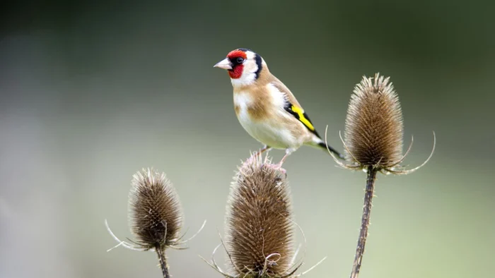 Acosados por los pesticidas y cazados por su canto: proteger los jilgueros es cuidar lo cotidiano
