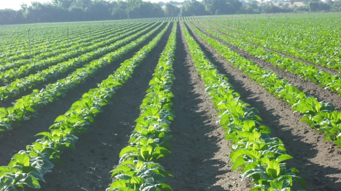 CETARSA incrementa la contratación de tabaco para apoyar a los productores españoles