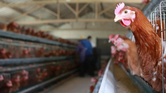 Fin de las restricciones por gripe aviar: Productores denuncian “alarma social excesiva” e intereses económicos ocultos