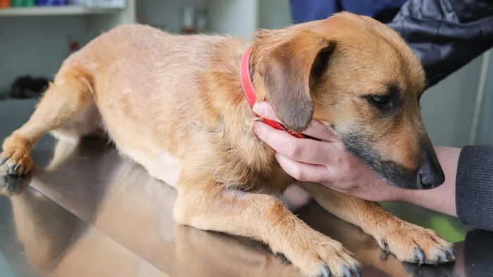 Lorca alerta del riesgo para la salud pública por el aumento de parásitos en mascotas