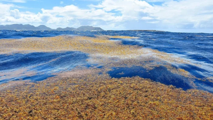 Nuevas Estrategias para Combatir la Invasión de Algas en la Costa de Cádiz