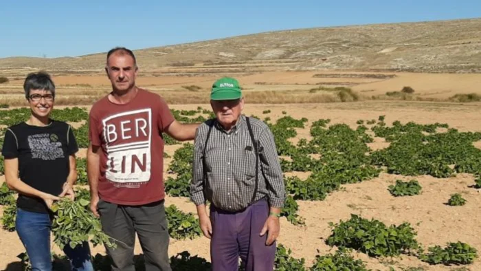 Judía Blanca de Muniesa: Variedad de Conservación Reconocida Oficialmente