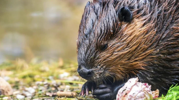 Nuevos Avistamientos de Castores Europeos en Ríos Españoles Desconciertan a los Expertos