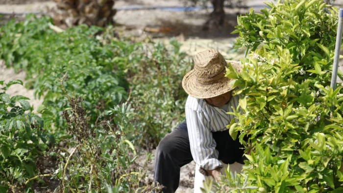 CRISIS EN EL SECTOR HORTÍCOLA ESPAÑOL: AUMENTO DE COSTES Y RIESGO PARA LA DEMANDA