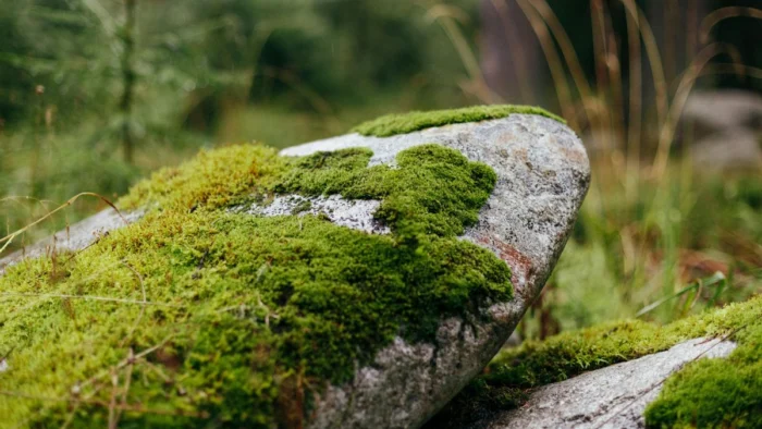 Aviso serio al hormig&oacute;n: el musgo absorbe 20 veces su peso y frena acumulaciones de agua en zonas cr&iacute;ticas