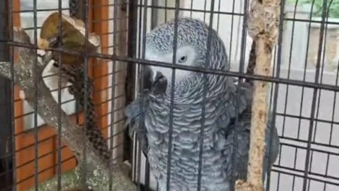 Aparece un loro a 150 kilómetros de su domicilio en San Sebastián: "Se ha escapado más de 20 veces, y estoy seguro de que va a intentar correrse alguna nueva aventura"