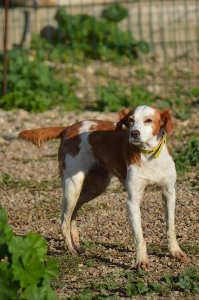 La en&eacute;sima despedida de Chispa, la perrita que busca una familia definitiva