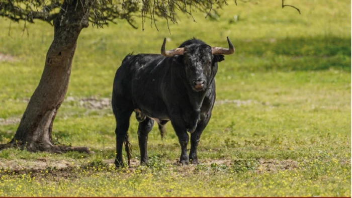 75 Aniversario de la Asociación de Ganaderías de Lidia: Un Legado de Pasión y Tradición