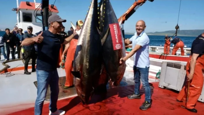 Arranca la temporada del atún rojo con la primera ‘levantá’ en la almadraba de Barbate