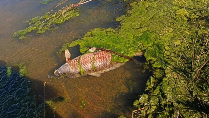 Alarma por mortandad de carpas en el pantano de Orellana: ¿Qué está pasando?