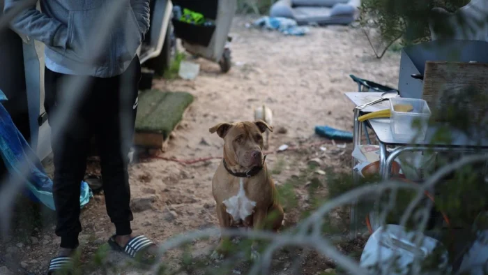Los 'macrodesahucios' de chabolas en Ibiza: "Somos trabajadores, pero no hay viviendas por menos de 3.000 euros"