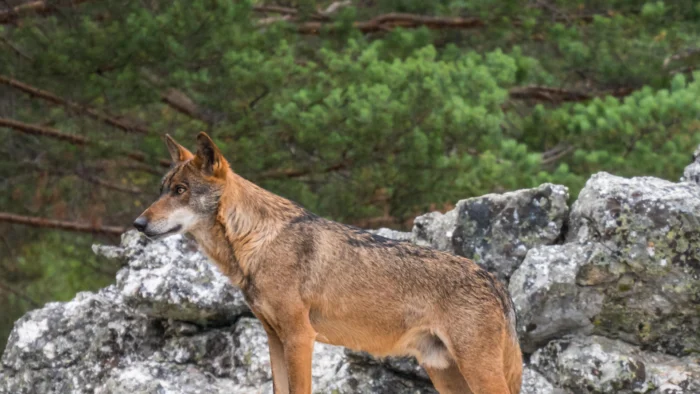 Aumento de Ataques de Lobo Ibérico en Castilla y León: Un Conflicto entre Gobierno y Comunidades Autónomas