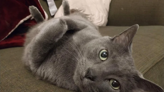 Lo diseñaron para imitar a un gato y han acabado creando un aparato que baja el estrés con solo acariciarlo