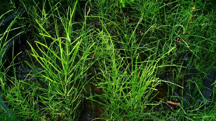 La investigación sobre una planta de 400 millones de años descubre un tipo de agua tan singular que desafía las clasificaciones actuales